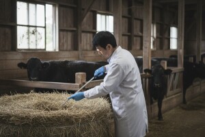 Japan zabranio pošiljke govedine iz Fukushime