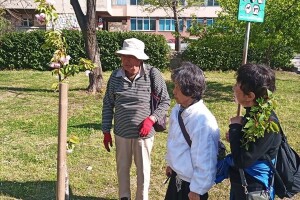 U Mostaru tradicionalni festival japanske trešnje Hanami