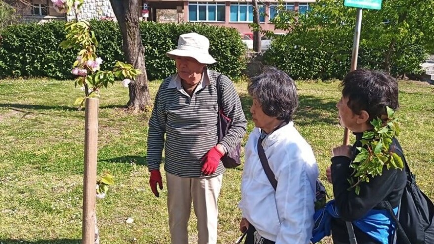 U Mostaru tradicionalni festival japanske trešnje Hanami