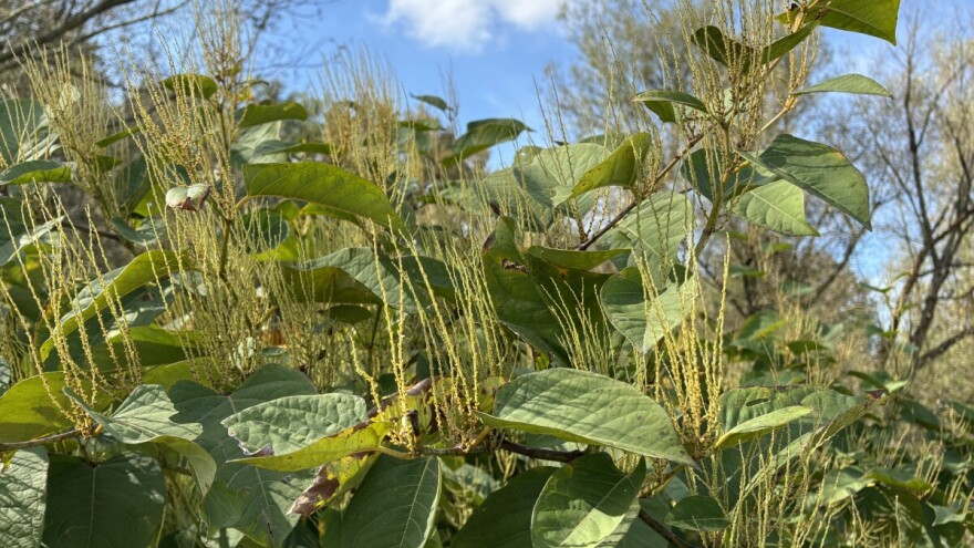 Koje invazivne vrste možda imate u dvorištu?