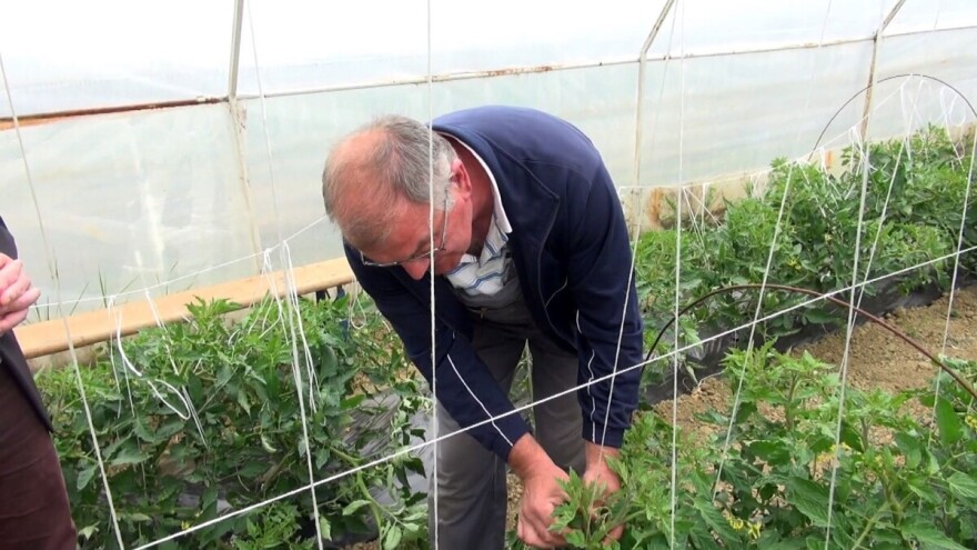 Tomica Japarić: Važno je pravilno povezati i otkidati zaperke rajčice