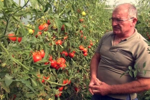 Tomica Japarić: Prva i druga etaža rajčice bile dobre, treća i četvrta podbacile