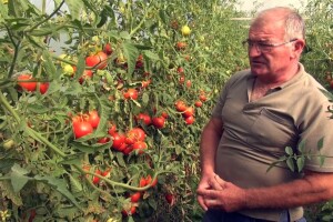 Tomica Japarić: Prva i druga etaža rajčice bile dobre, treća i četvrta podbacile