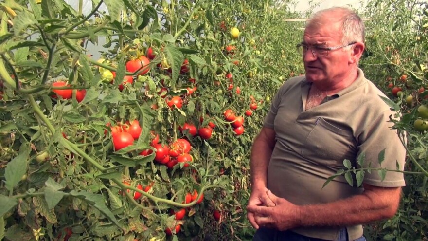 Tomica Japarić: Prva i druga etaža rajčice bile dobre, treća i četvrta podbacile