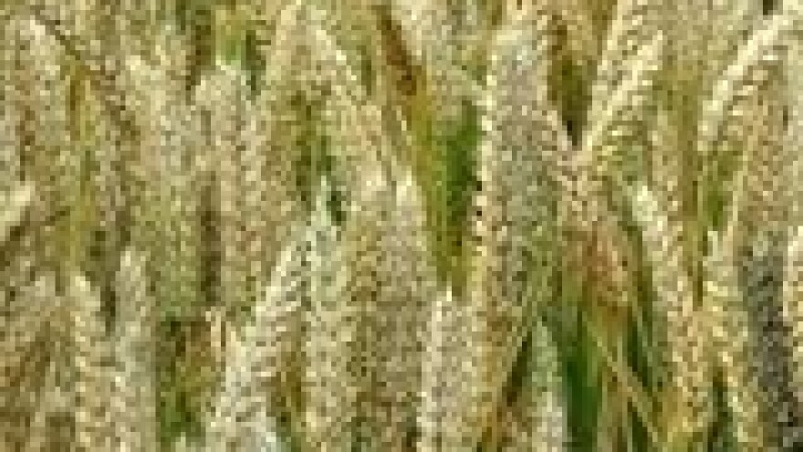 Usjevi jare zobi na međimurskom području