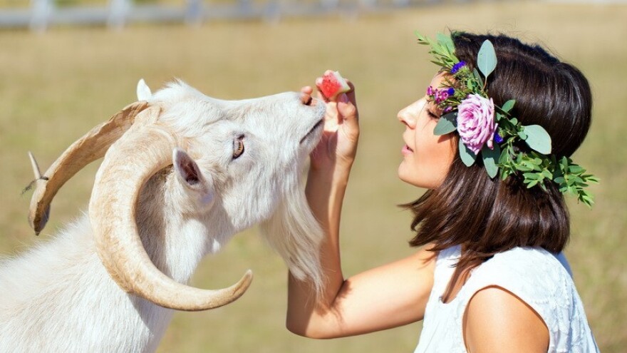 Jarčevima prestiž ne gine!