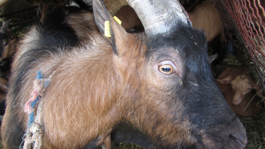 Upala zglobova i upala mozga kod koza - kako ih suzbiti