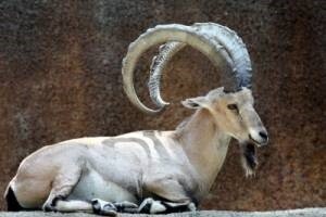 Horoskop - Jarac (22.12. - 20.01.)
