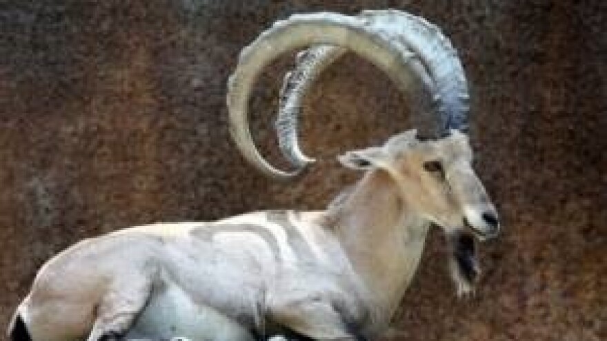 Horoskop - Jarac (22.12. - 20.01.)