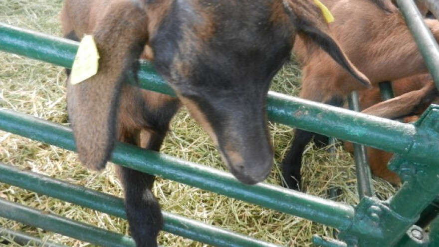 Seoska idila - jarić koji masira