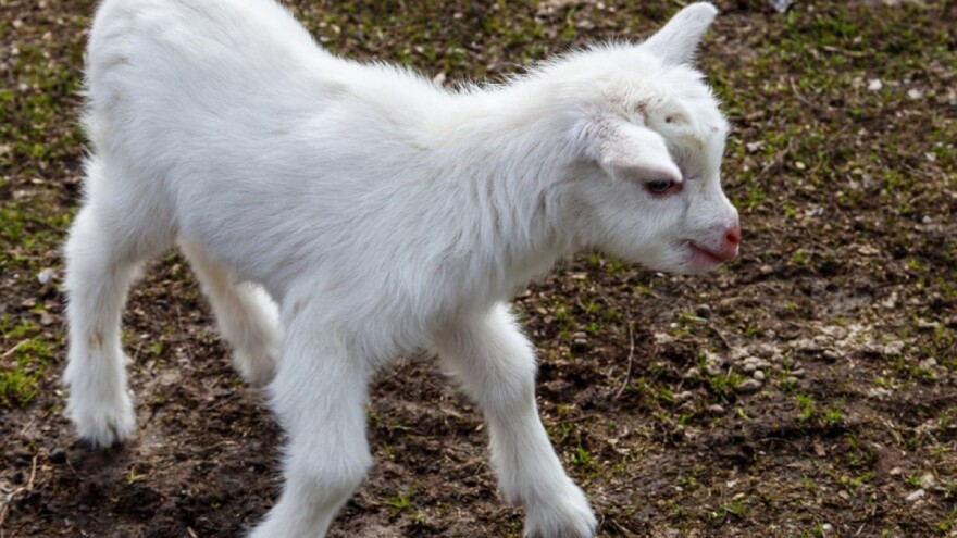 Koji su važni koraci u ishrani jaradi?