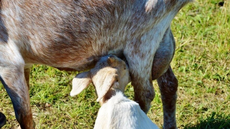 Zašto je prvo majčino mlijeko važno za jariće?