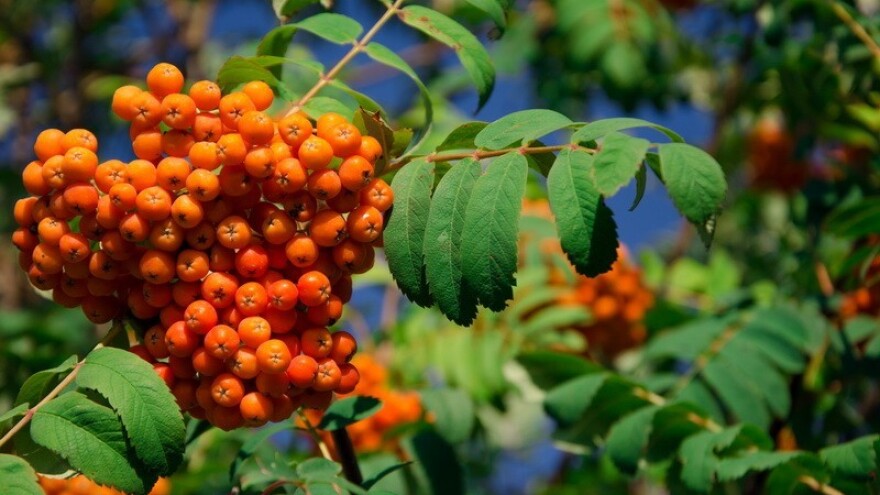 Divlje voće koje preporučuje i Karlo Veliki