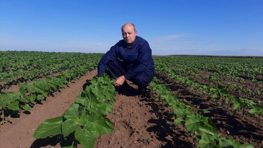 Ratari smanjuju površine pod suncokretom: Loš prinos, niska cena?