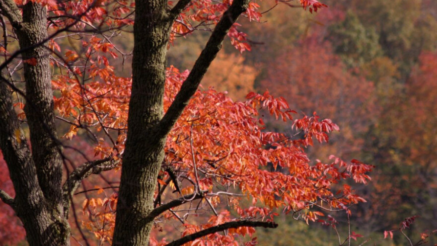 Jasen kritično, bukva dostiže europski prosjek