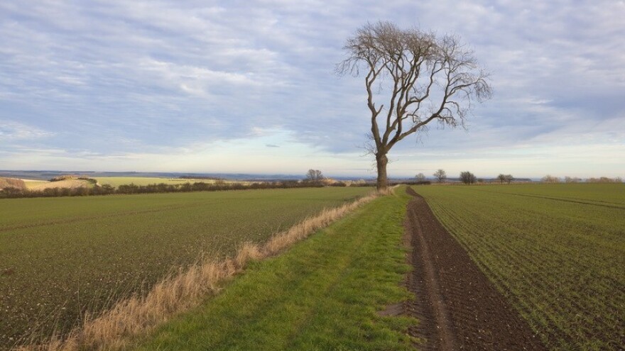 Jedan od najopasnijih neprijatelja jasena!