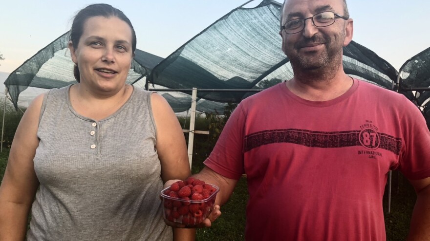 Jagode i maline OPG-a Šipušić: Ne tretiram jer ne bih htio prodavati vašoj djeci ono što ne bih dao svojoj