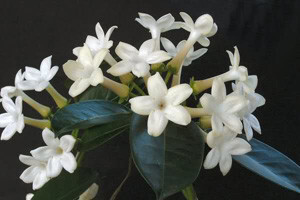 Madagaskarski jasmin