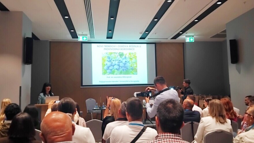Novi izazovi pred uzgajivačima borovnica: Direktna prodaja neizbježna