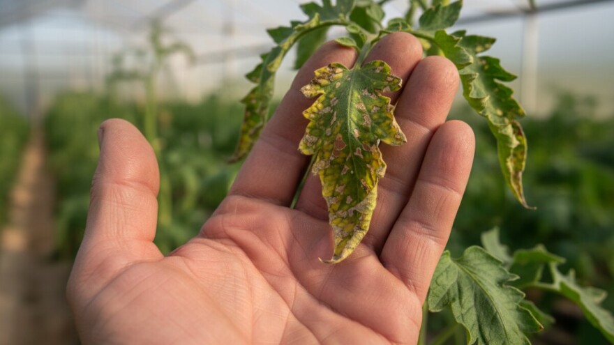 Javlja se palež na listu povrća