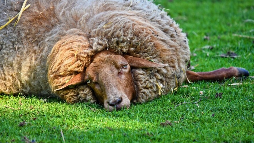 Učestvujte u izradi pravilnika o isplati nadoknade štete za neškodljivo uklonjene seropozitivne životinje