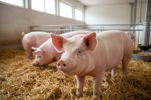 Javni natječaj za sufinanciranje otkupa utovljenih svinja