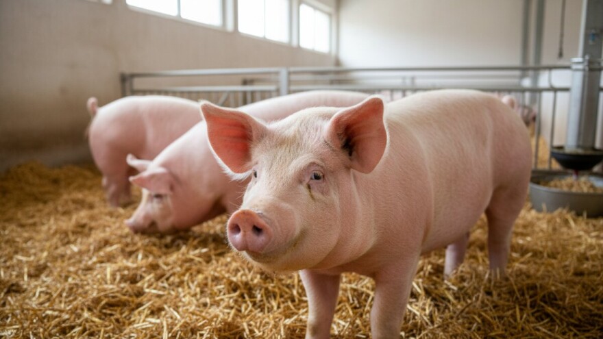 Javni natječaj za sufinanciranje otkupa utovljenih svinja