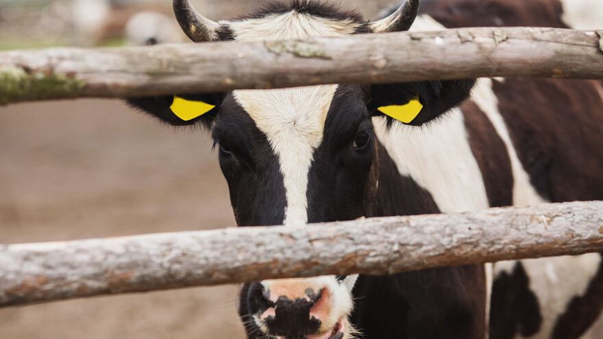 645.050 kuna za uzgojne organizacije u stočarstvu
