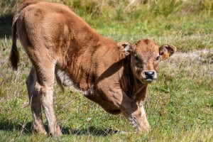 Pravilnik o provedbi izravne potpore poljoprivredi i IAKS mjera ruralnog razvoja