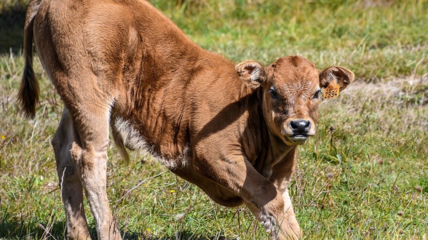 Pravilnik o provedbi izravne potpore poljoprivredi i IAKS mjera ruralnog razvoja