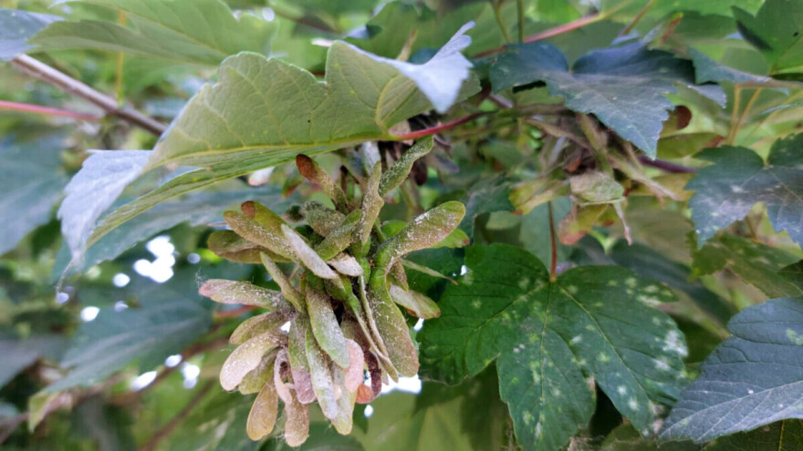 Pepelnica na javoru - kako sprečiti dalje širenje?