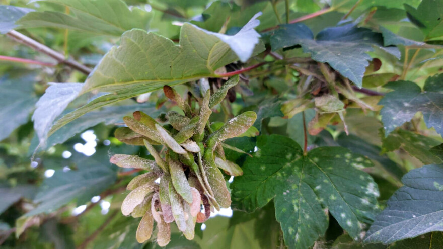 Pepelnica na javoru - kako spriječiti daljnje širenje?