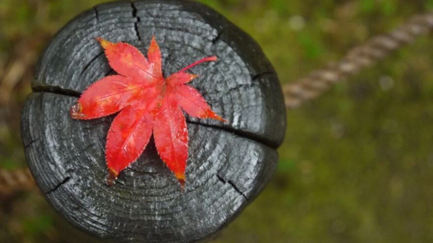 Deblo gorskog javora prodano za 9.906 eura!