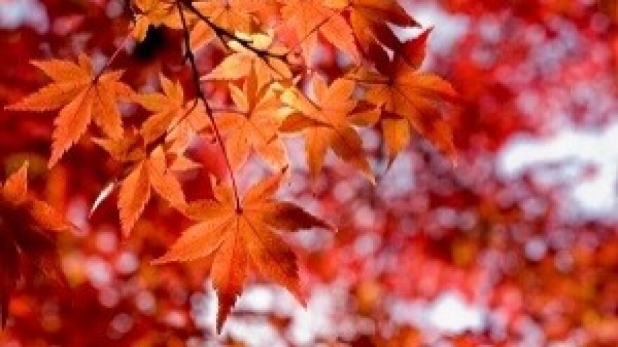 Hoćemo li sačuvati hrvatsko drvo?