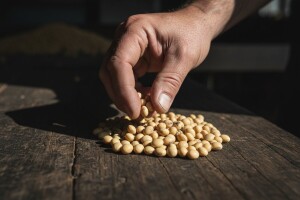 Je li GMO soja na mala vrata ušla u Hrvatsku?