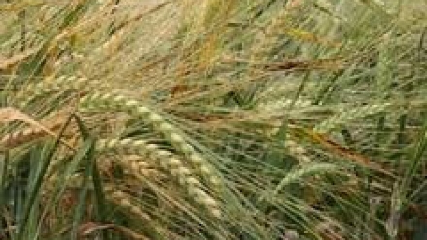 Zaštita ozimog ječma