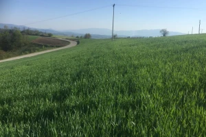 Oprez: Žitni balac se pojavio u usjevima strnina