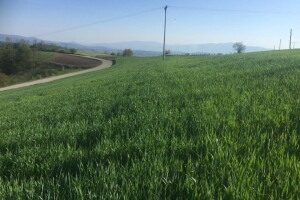 Oprez: Žitni balac se pojavio u usjevima strnina