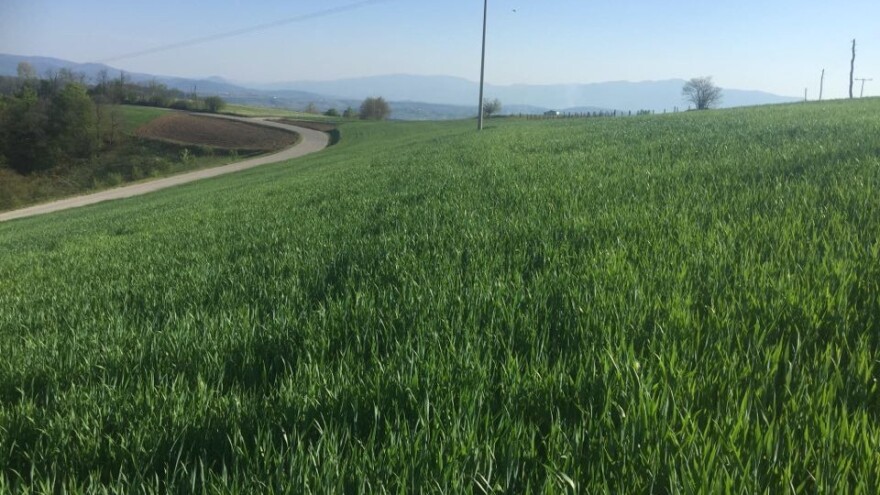 Oprez: Žitni balac se pojavio u usjevima strnina