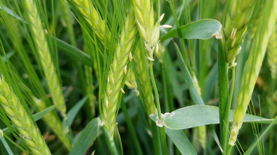 Kako zaštititi ječam od fuzarioze klasa?