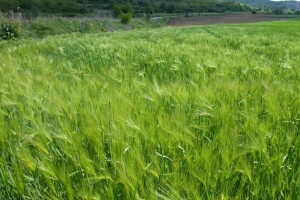 Usjevi ozimog ječma u opasnosti od fuzarioze i žitne pijavice - ovako ih zaštitite