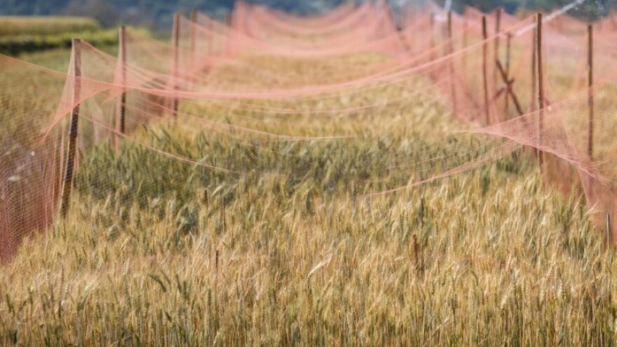 Revolucija u proizvodnji ječma?