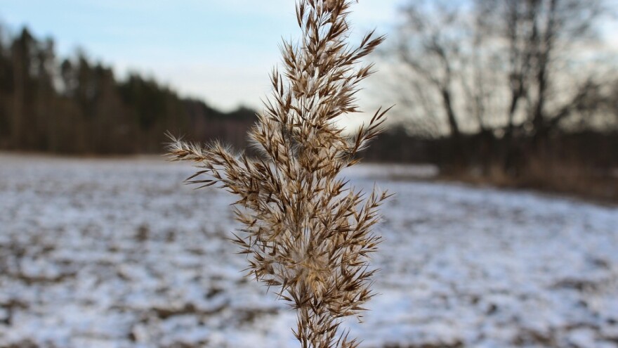 Krenule isplate, novi natječaji - sjetva ne bi trebala biti problem?