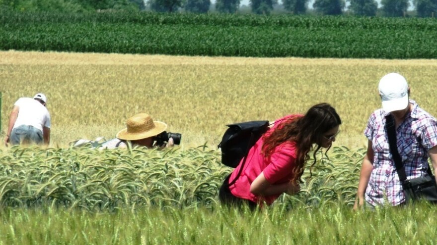 Ječam je posebna, dobra hrvatska priča