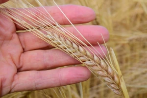 Manje zalihe žitarica i uljarica, povećana potražnja za sojom