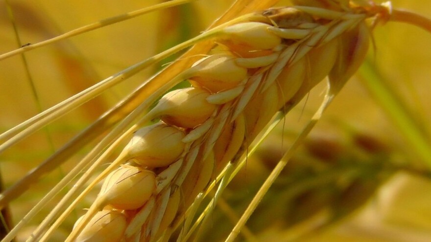 Registrovani prvi ugovori stočnog ječma roda 2018. godine