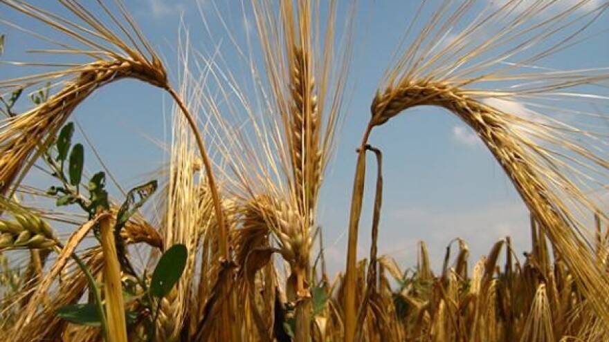 Ječam i najčešće bolesti koje uočavamo u proljetnom periodu