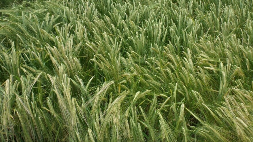 Žetva ječma obavljena samo na polovini zasijanih površina