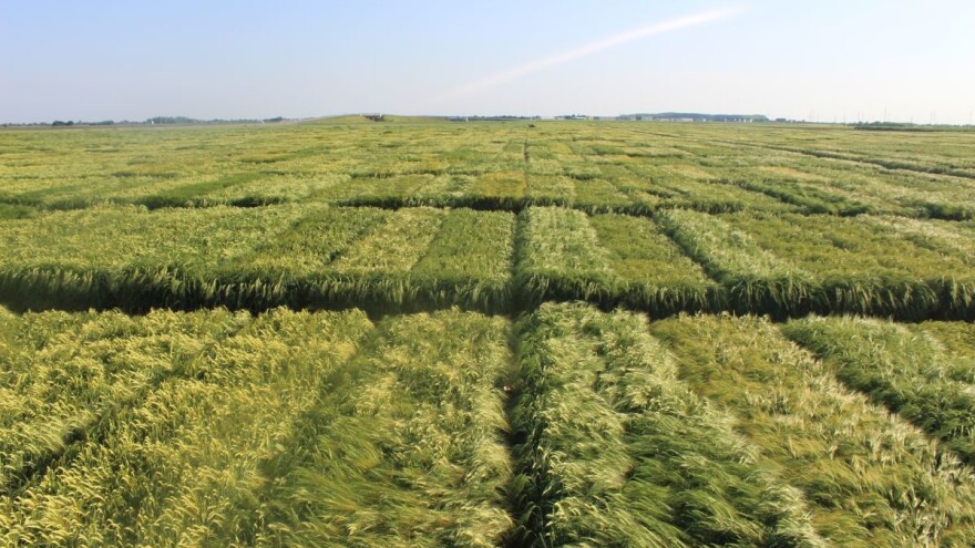 Priaxor EC i Opera Max u ječmu garantiraju veći prinos i do 600 kg/ha