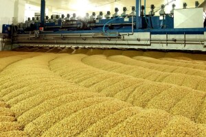 Bečki ječam za bečko pivo - proizvode ga na površini od 105 hektara